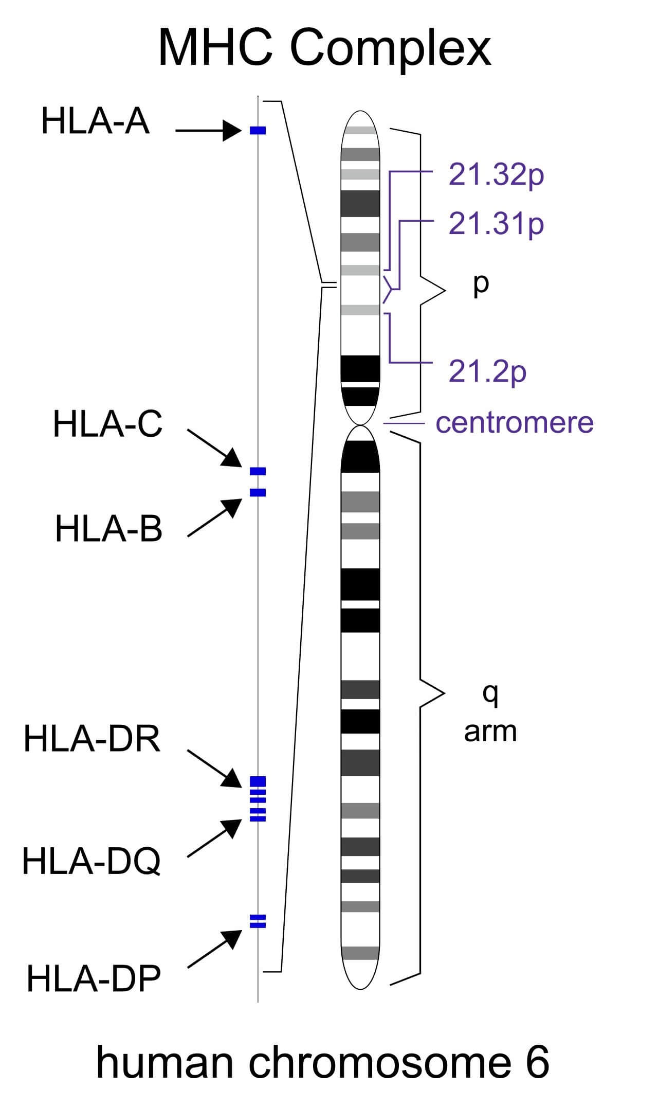 MHC Class 1